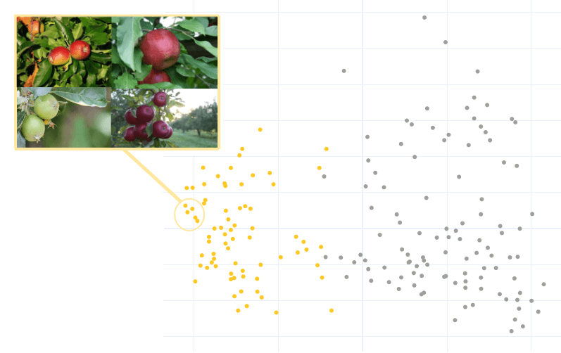 Label Genie Clustering